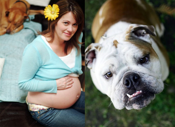 maternityandbulldog